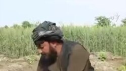 ځمکني توت؛ کندهار کې د کوکنارو بدیل کښت
