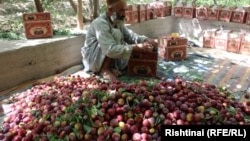 په کندهار کې یو بڼوال د الوچو حاصلات په کارتنونو کې بسته بندي کوي او بیا یې مارکېټ ته انتقالوي.