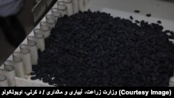په افغانستان کې د ممیزو د پروسس فابریکه (آرشیف)