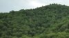 Տեսարան՝ Հաղարծինի անտառից, արխիվ 