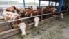 Armenia - A cattle farm in the Vayots Dzor province, 29May2015.