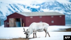 Северный олень на архипелаге Svalbard в Норвегии.