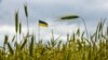 21 квітня міністри, відповідальні за агросектор в Україні та Румунії, проведуть зустріч в Бухаресті