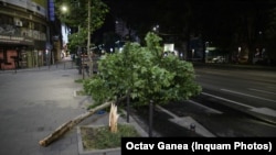 Copac rupt de furtună în București 