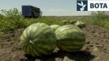 Ukraine - drones hit watermelon fields in Kherson region - screen grab