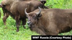 Бизоны в Северной Осетии, выпущенные в дикую природу по проекту WWF