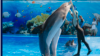 La un delfinarium la Chișinău