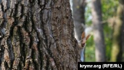 За даними Global Forest Watch, у 2020 році світ втратив 258 тисяч квадратних кілометрів лісів
