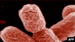 E.Coli