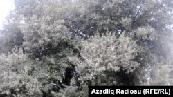 Abşeron zeytunu