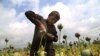 An Afghan boy extracts raw opium from poppy buds as the cultivation season of the banned crop starts in Nangarhar in April.
