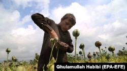 An Afghan boy extracts raw opium from poppy buds as the cultivation season of the banned crop starts in Nangarhar in April.