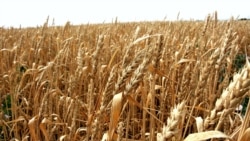 Շիրակի մարզում հացահատիկի «եռակի պակաս» բերք են ստացել